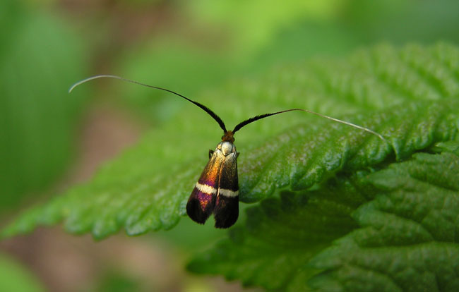 Nemophora sp.