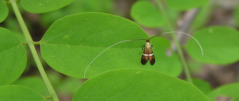 Nemophora sp.