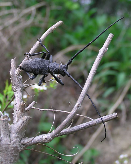 cerambicide in cerca di nome: Morimus asper