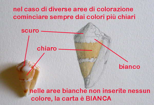 Disegno naturalistico 4 lezione