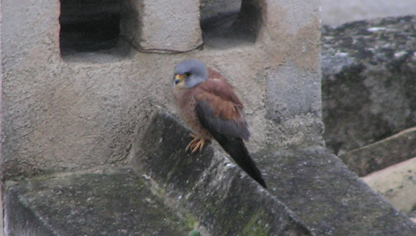 Grillaio - Falco naumanni