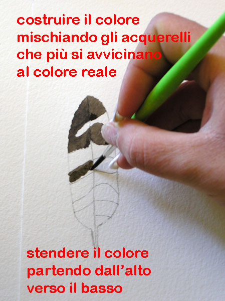 Disegno naturalistico 2Lezione
