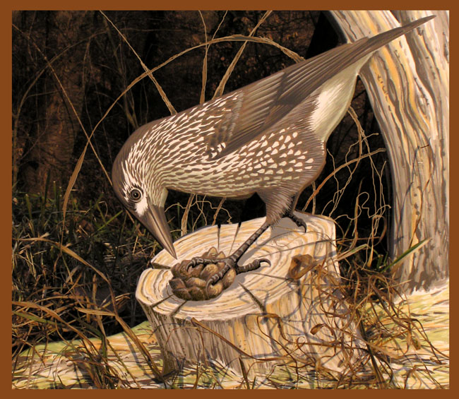 nocciolaia-Nucifraga caryocatactes