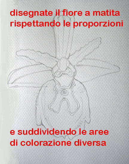 corso di disegno naturalistico 9 lezione