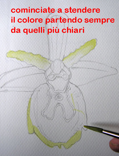 corso di disegno naturalistico 9 lezione