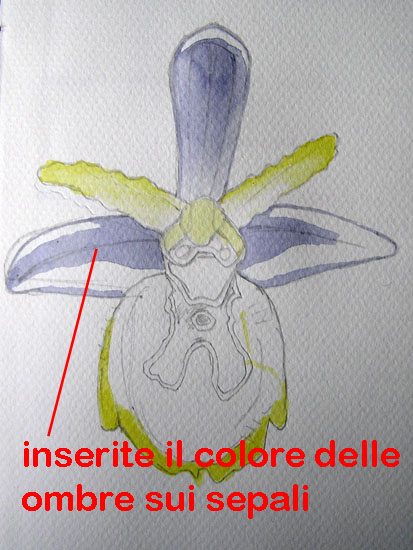 corso di disegno naturalistico 9 lezione