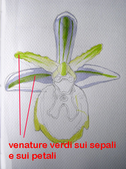 corso di disegno naturalistico 9 lezione