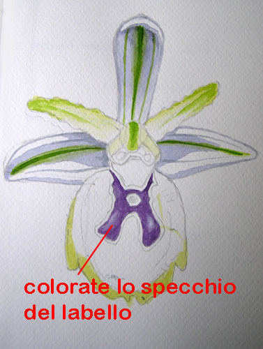 corso di disegno naturalistico 9 lezione