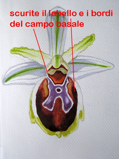 corso di disegno naturalistico 9 lezione
