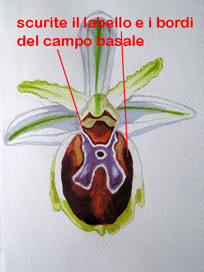 corso di disegno naturalistico 9 lezione