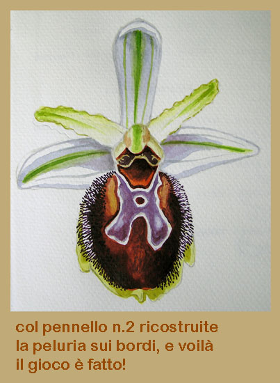 corso di disegno naturalistico 9 lezione