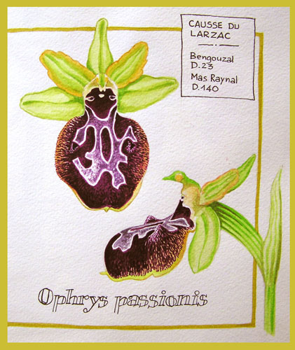 Ophrys passionis