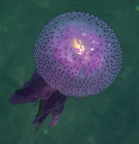 Pelagia noctiluca (Forsskl, 1775)