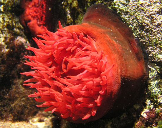 Actinia equina (Linn, 1758)
