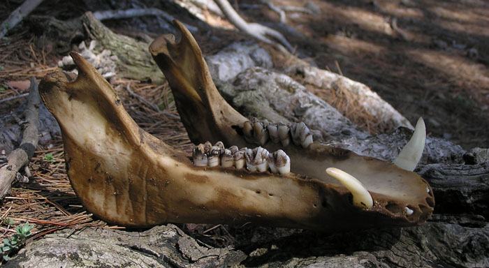 corso di disegno naturalistico 10^ lezione