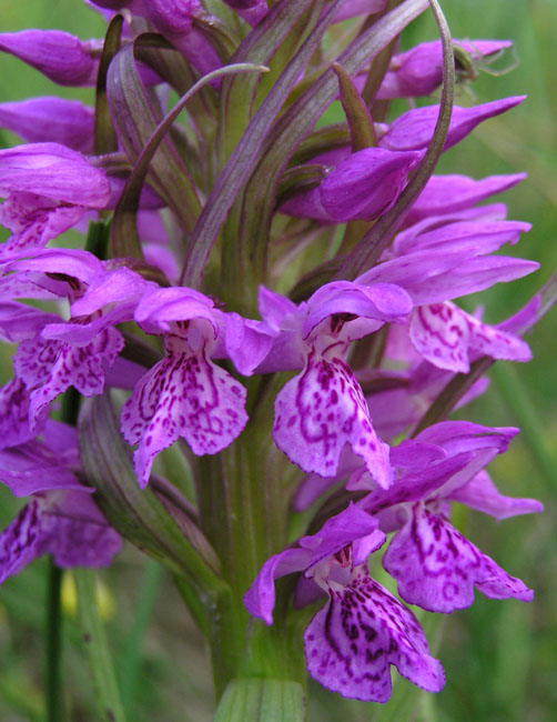 Dactylorhiza fuchsii