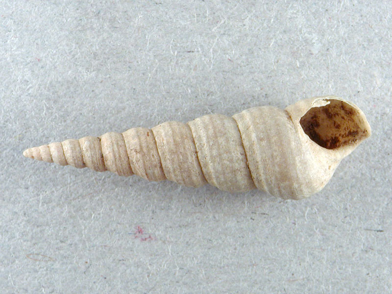 Mesalia mesal e Mesalia  brevialis?