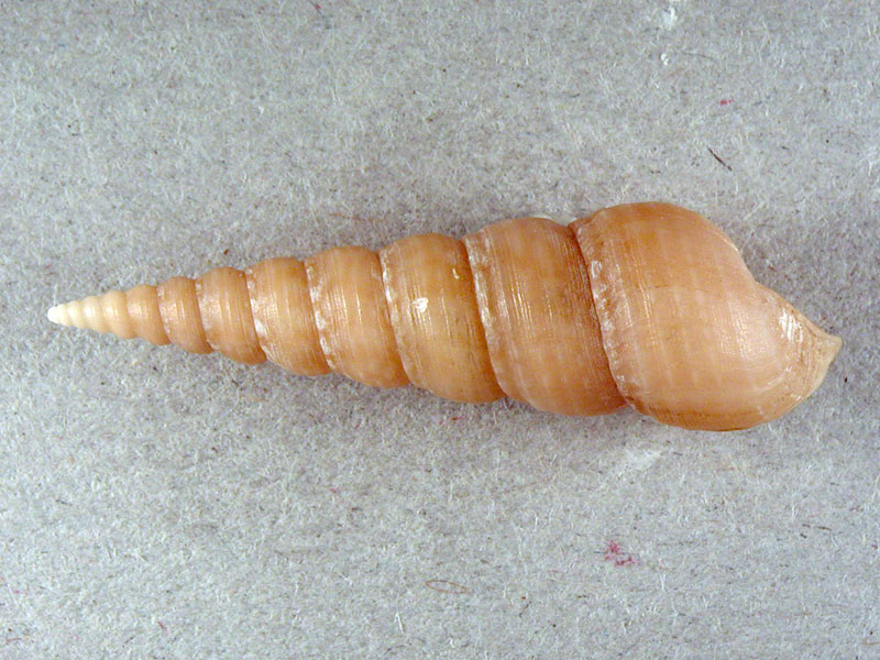 Mesalia mesal e Mesalia  brevialis?