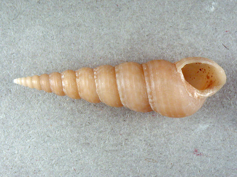 Mesalia mesal e Mesalia  brevialis?