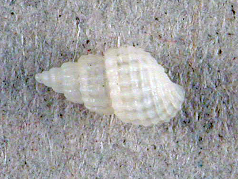 Euparthenia humboldti