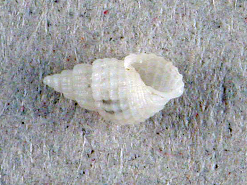 Euparthenia humboldti