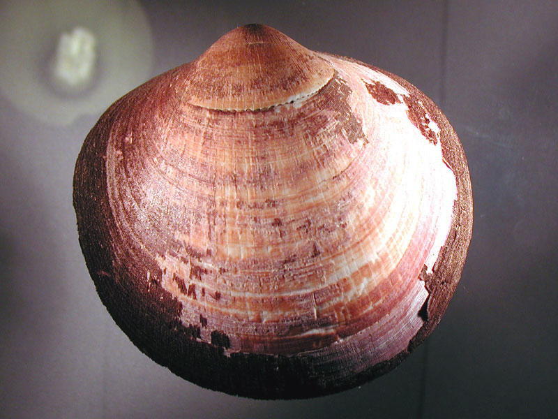 Glycymeris sp.