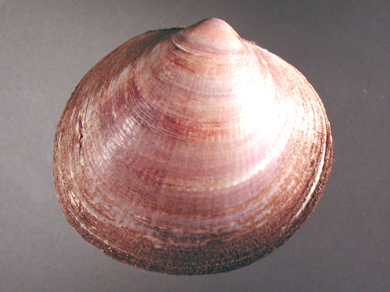 Glycymeris sp.