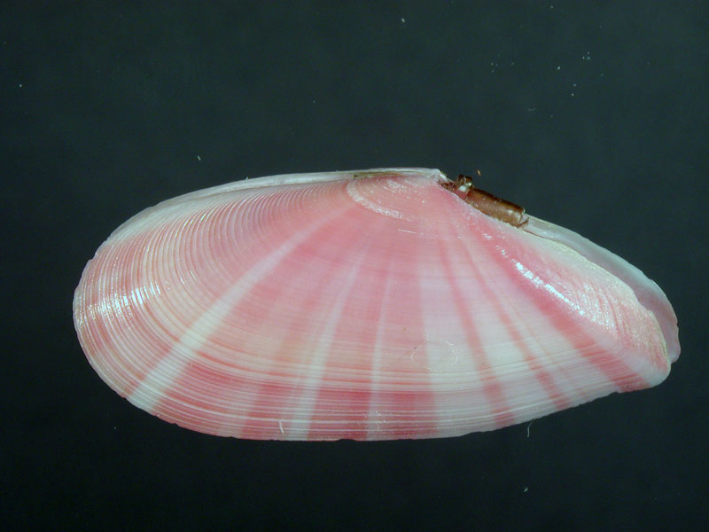 Tellina incarnata