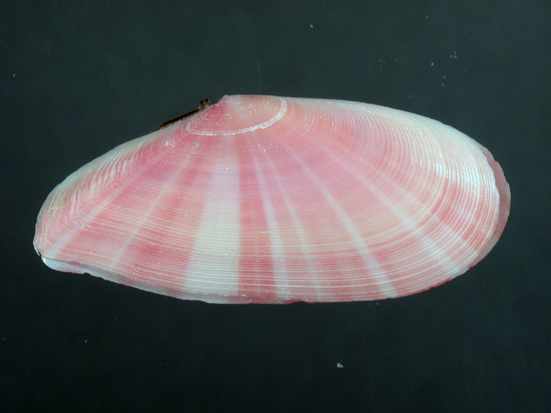 Tellina incarnata