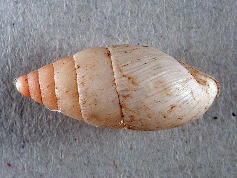 Chondrula pupa