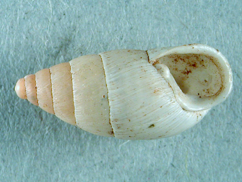 Chondrula pupa