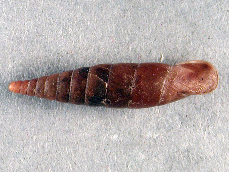 Cochlodina (Procochlodina) kuesteri (Rossmssler, 1836)