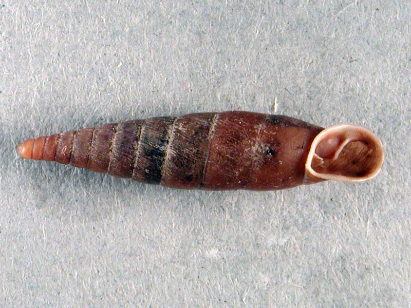 Cochlodina (Procochlodina) kuesteri (Rossmssler, 1836)