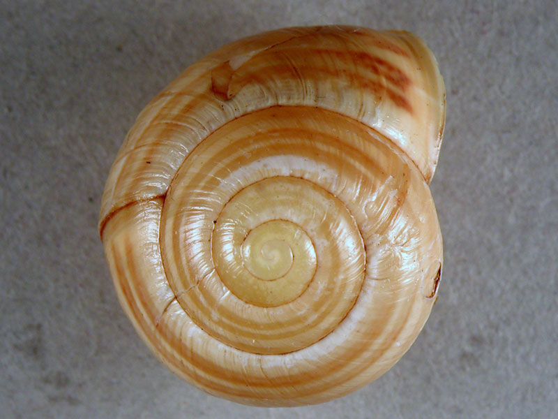 Cepaea (Cepaea) nemoralis (Linnaeus, 1758)