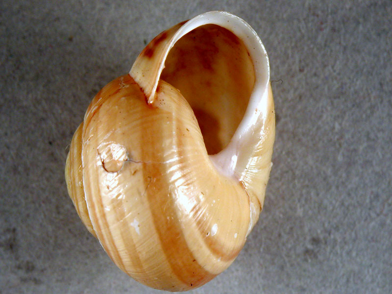 Cepaea (Cepaea) nemoralis (Linnaeus, 1758)