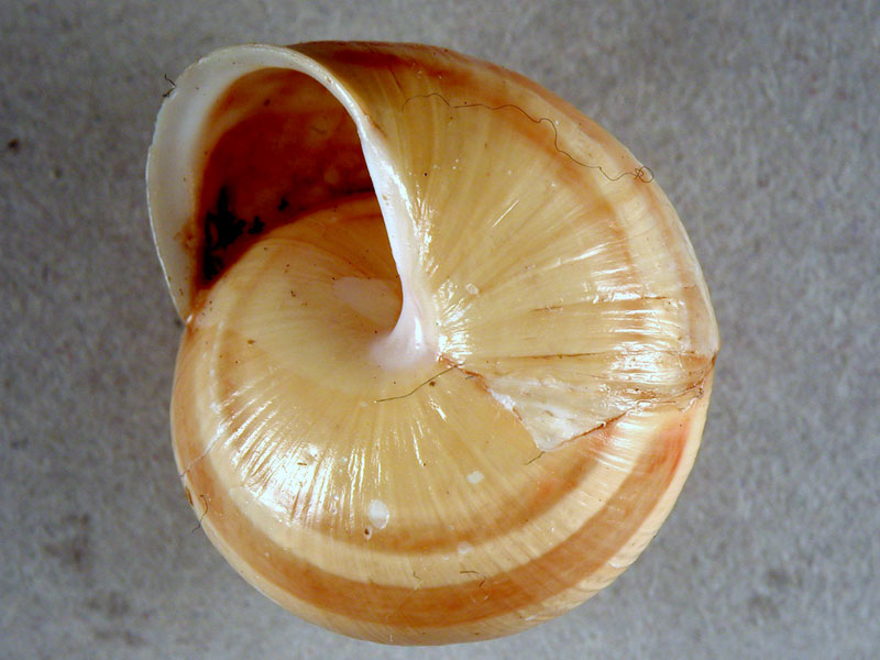 Cepaea (Cepaea) nemoralis (Linnaeus, 1758)