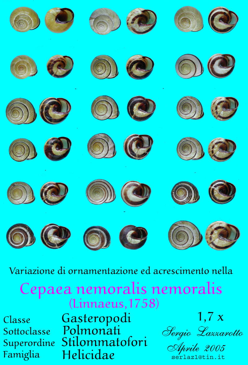 Cepaea (Cepaea) nemoralis (Linnaeus, 1758)