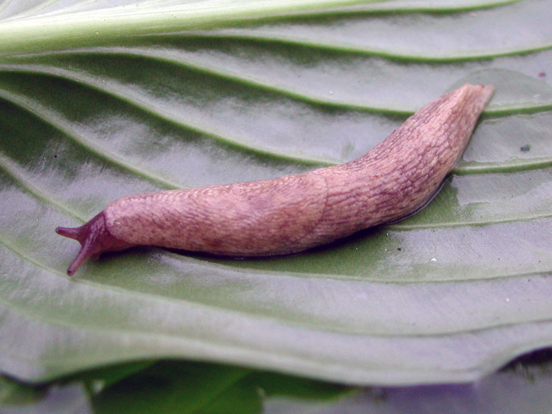 Censimento del Phylum MOLLUSCA nel micro orto che gestisco.