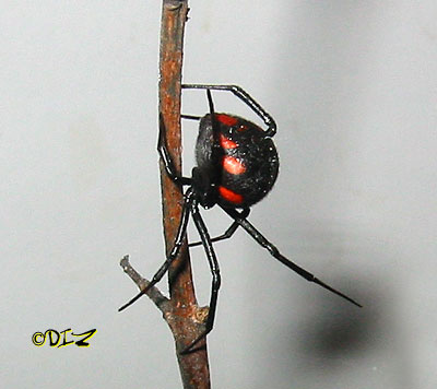 latrodectus tredecimguttatus