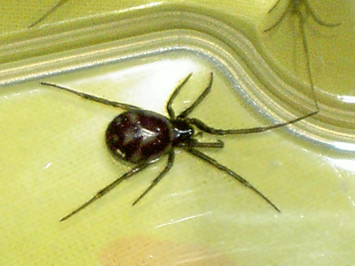 Steatoda grossa