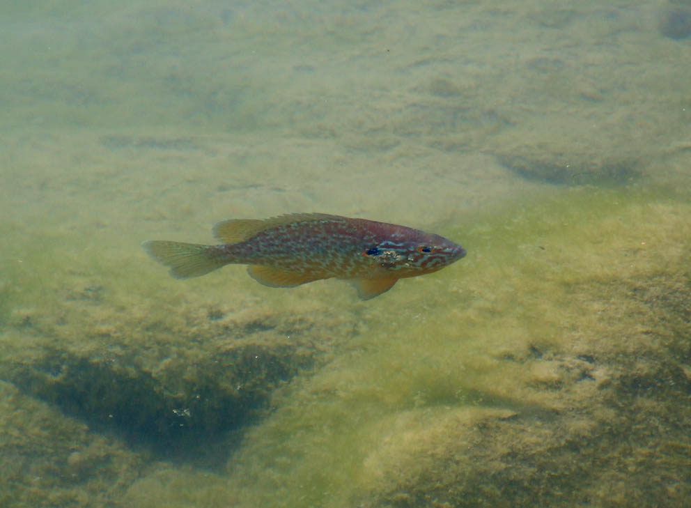 Persico Sole (Lepomis gibbosus)