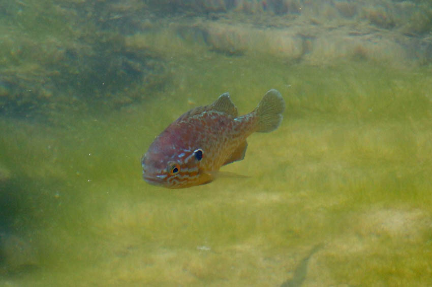 Persico Sole (Lepomis gibbosus)