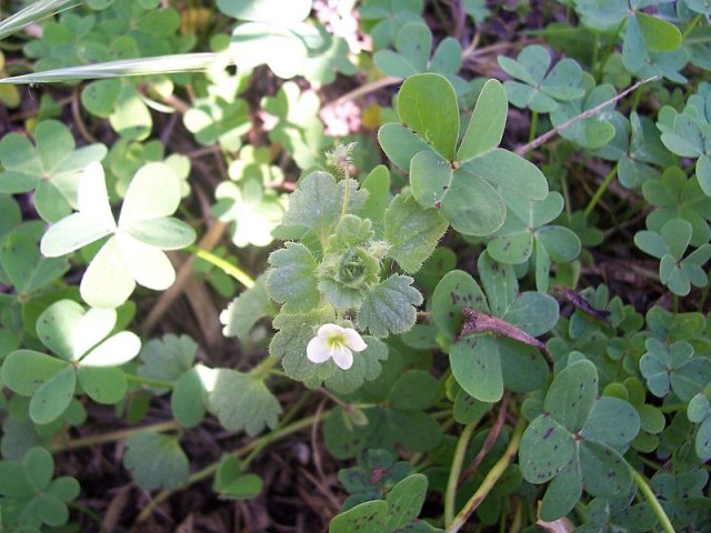 Veronica cymbalaria / Veronica a foglie di Cimbalaria