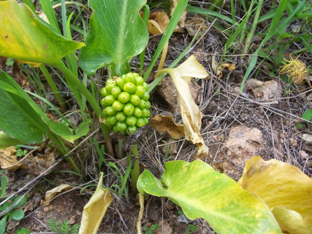 Arum pictum / Gigaro sardo-corso