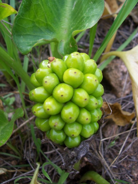 Arum pictum / Gigaro sardo-corso