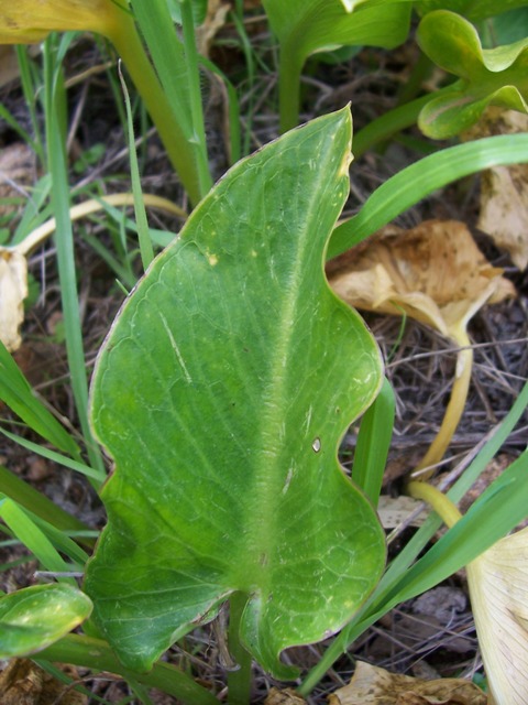 Arum pictum / Gigaro sardo-corso