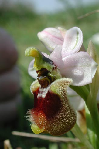 Orchidee nella provincia di Como