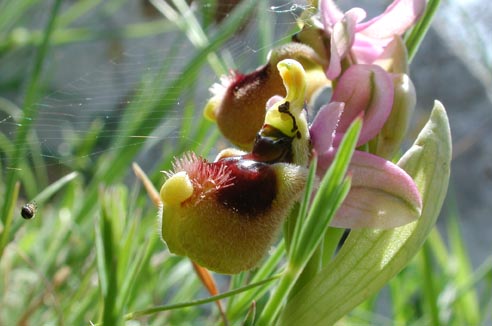 Orchidee nella provincia di Como