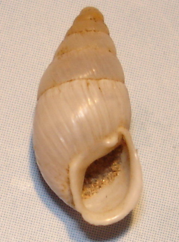 Chondrula pupa