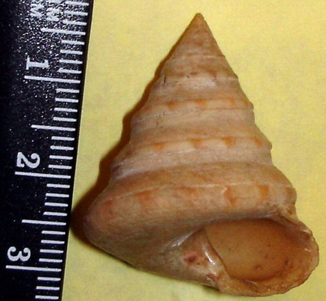 Calliostoma zizyphinum